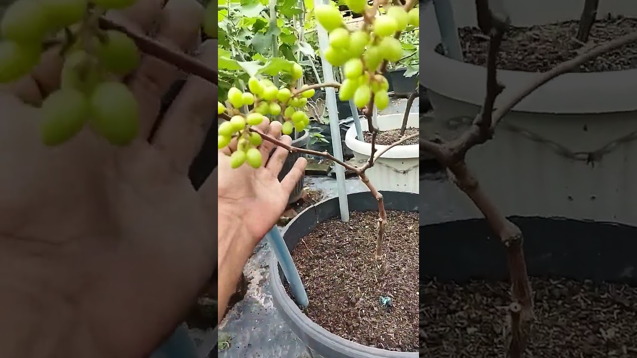 Anggur jupiter 2 bulan berbuah