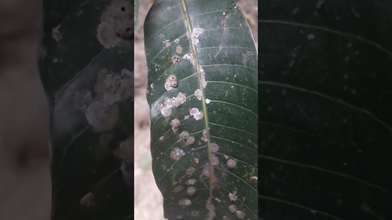 #Disease on mango leaf