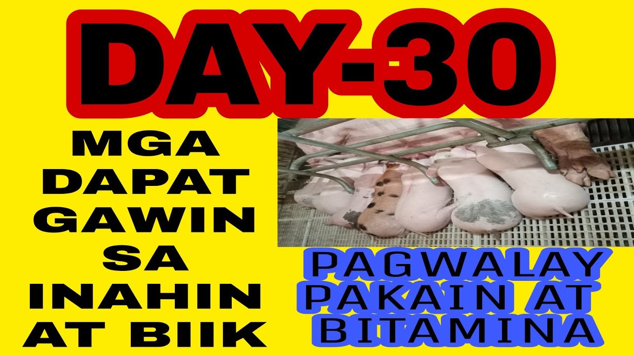 TAMANG PARAAN NG PAGWALAY NG INAHIN SA KANYANG MGA BIIK