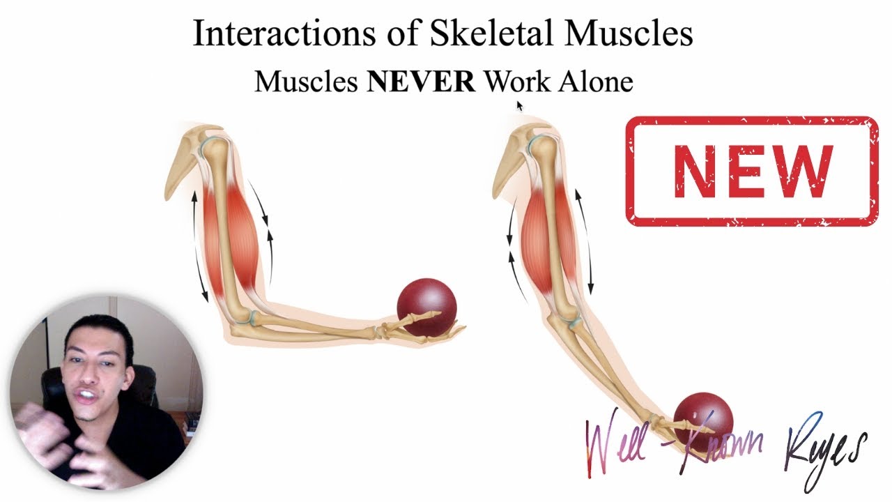 [UPDATED] MBLEx Review: Interactions of Skeletal Muscles; Agonist, Antagonist, Synergist, & Fixators