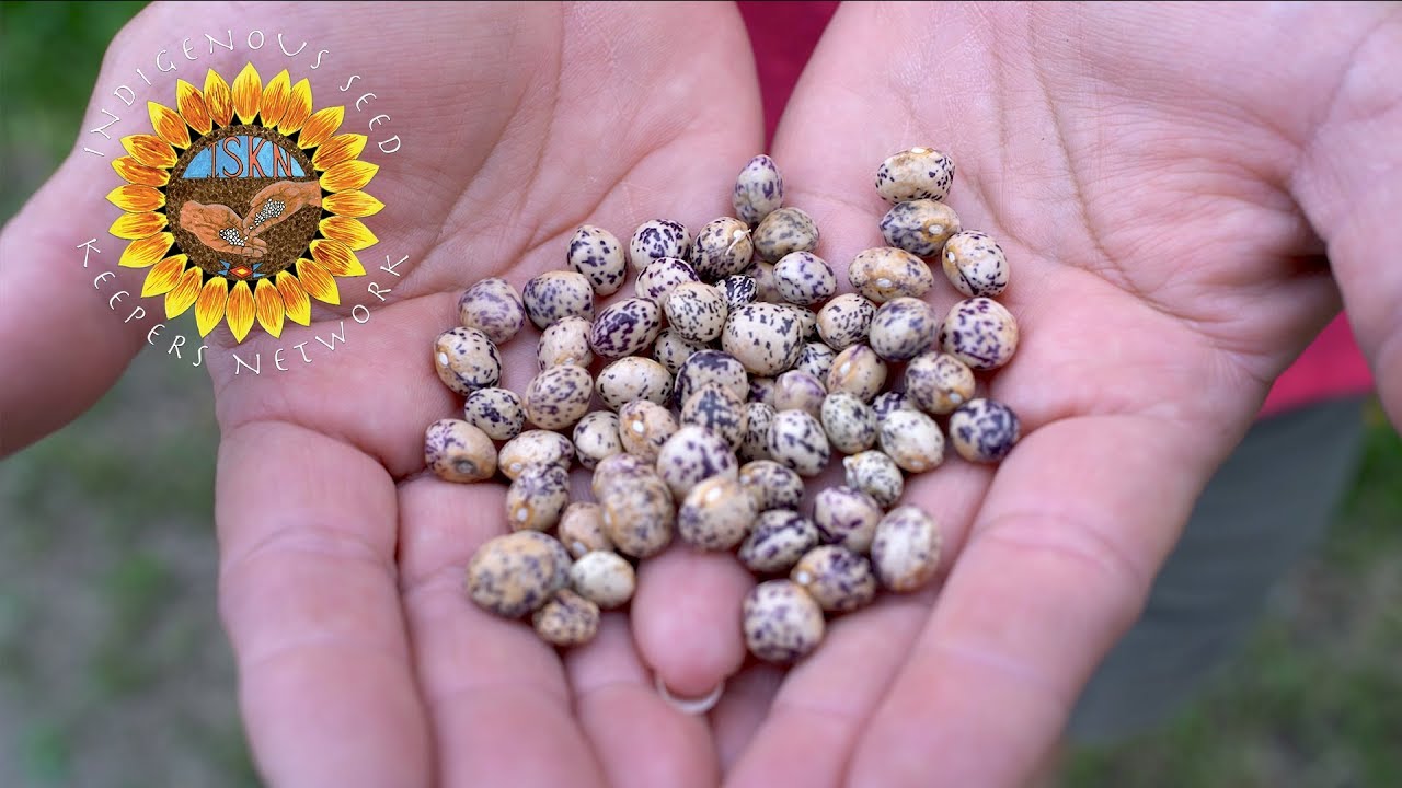 Indigenous Seed Keepers Network