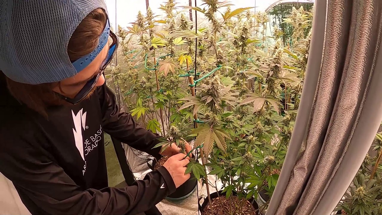Soft Tie Training Cannabis Plants
