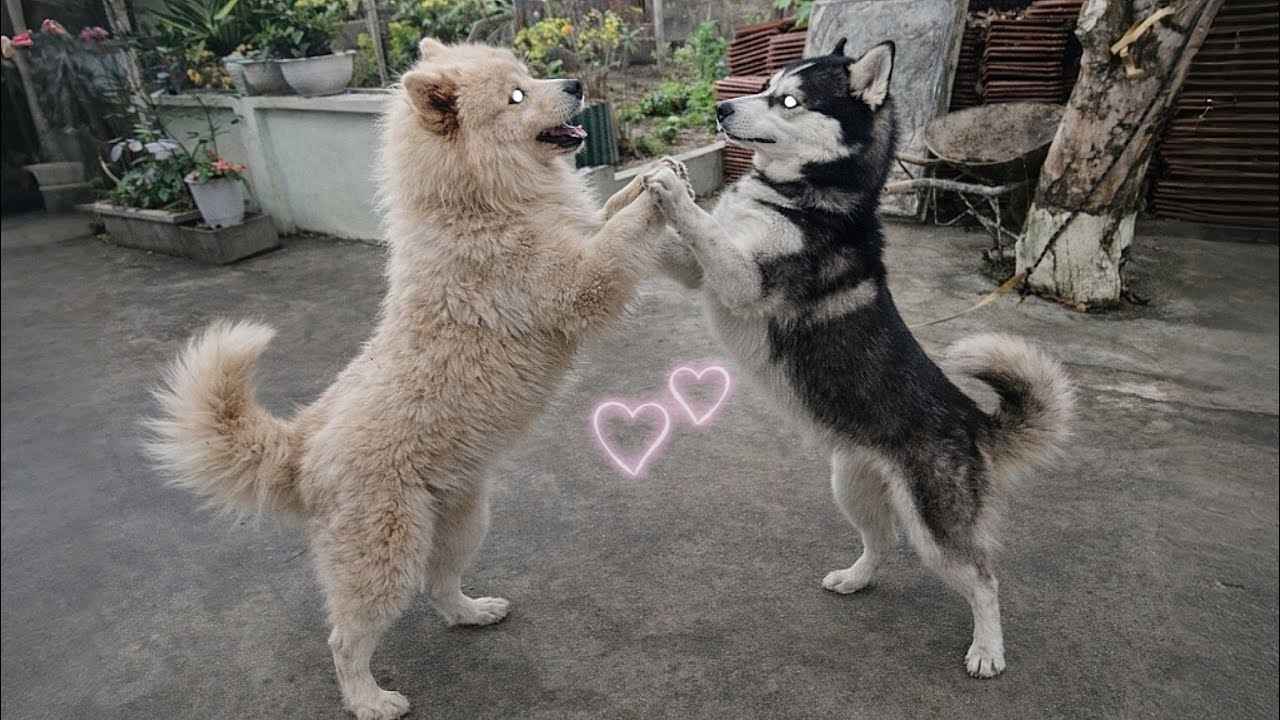 Quá Buồn Chó Con Của Dương KC Ốm Nặng, Chó Trắng Gấu Tuyết Đòi Cưới Ngáo Husky Làm Vợ Và Cái Kết