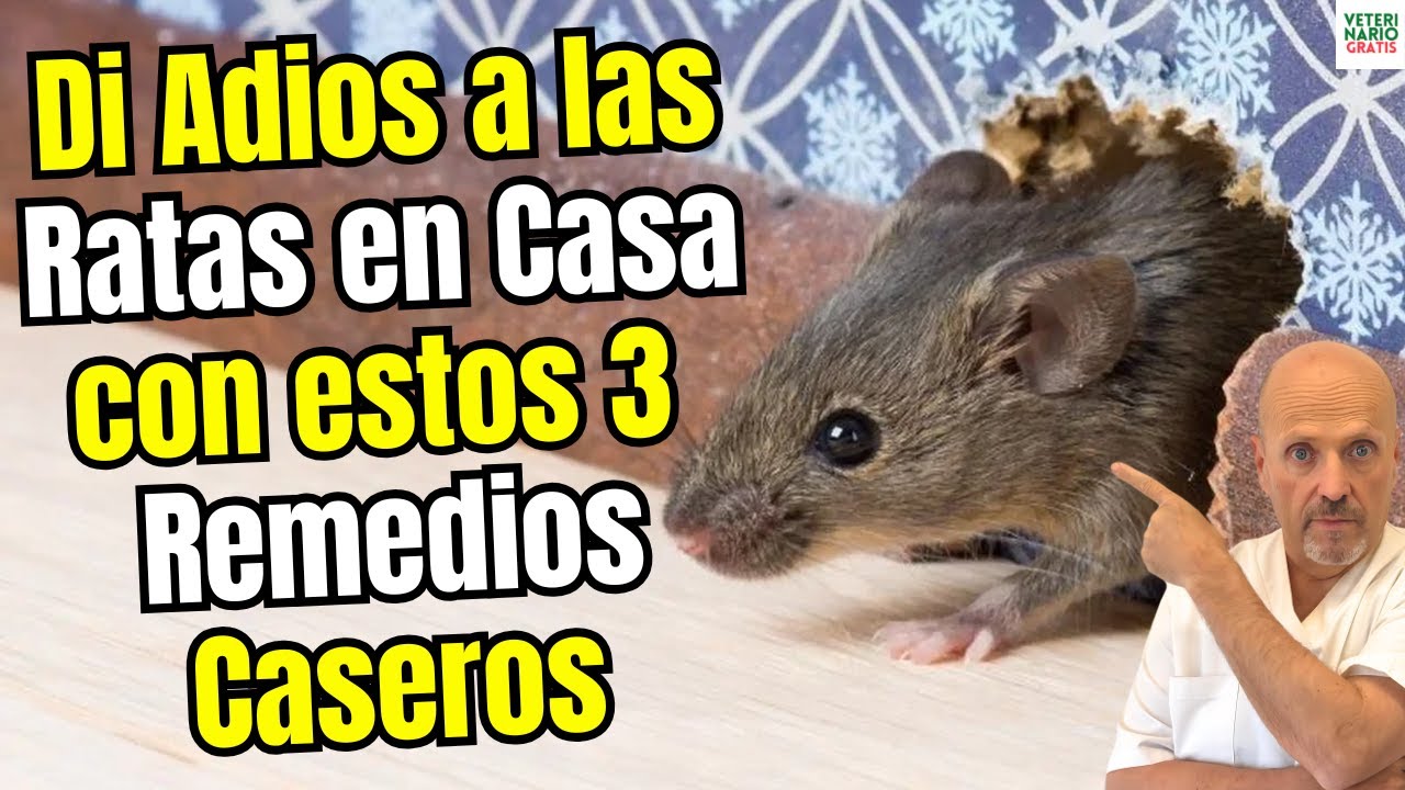 🐭🚫 ¿COMO ELIMINAR LAS RATAS DE MI CASA CON ESTOS 3 REMEDIOS CASEROS?🐭🚫