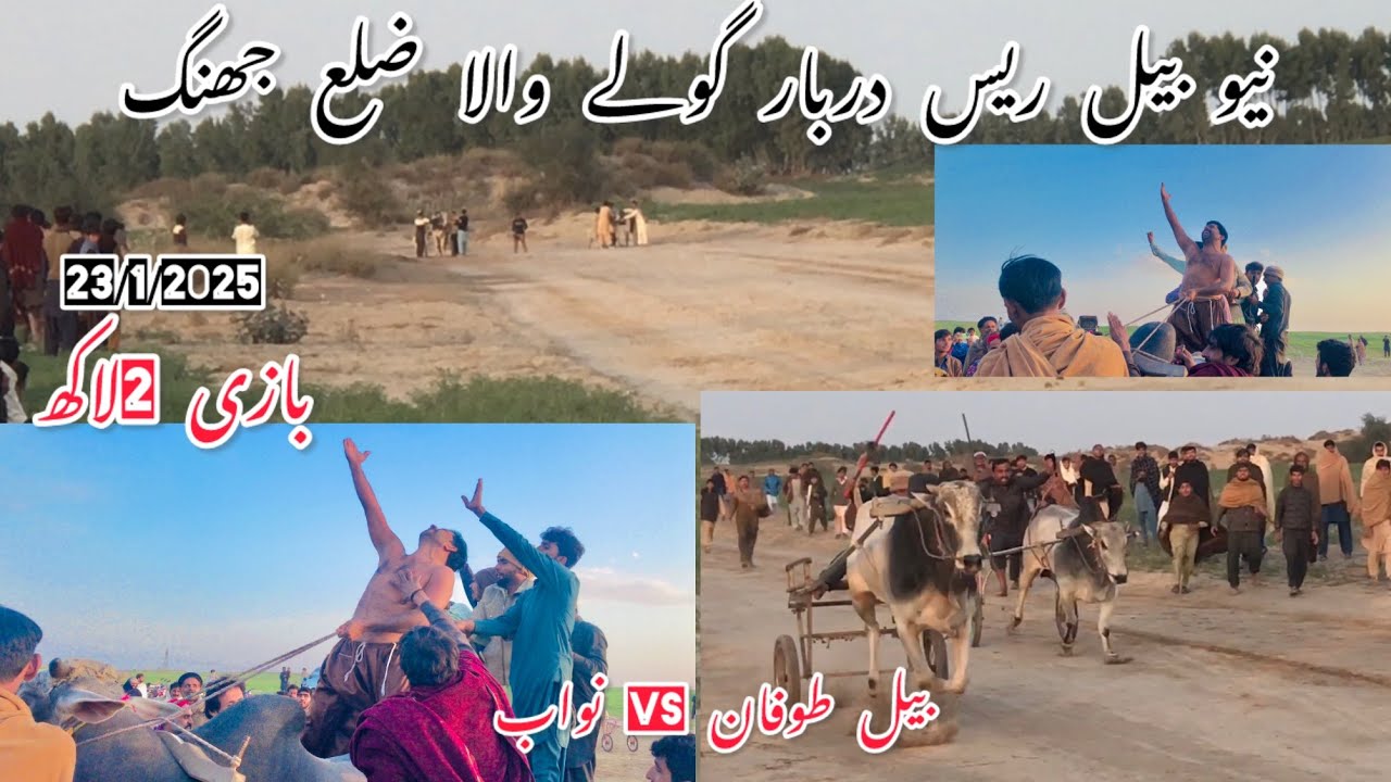 23 January 2026new bull race in jhang نیو بیل ریس گولے والا ضلع جھنگ