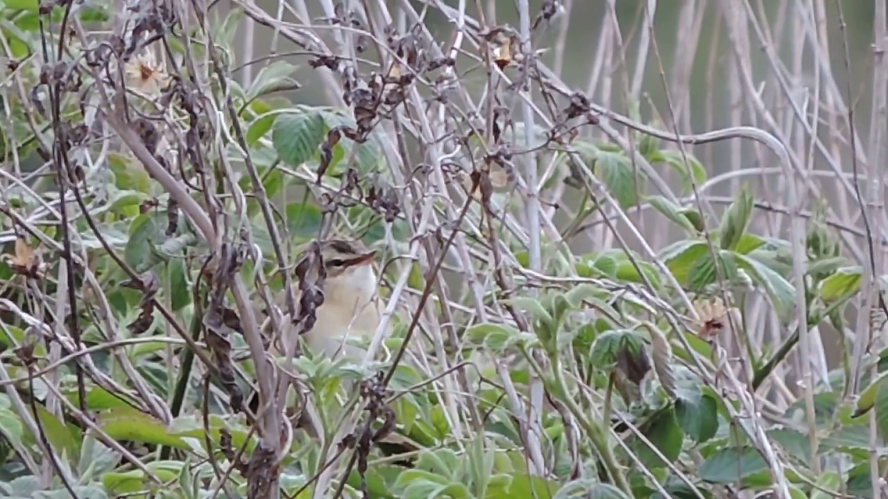 Sedge Warbler singing