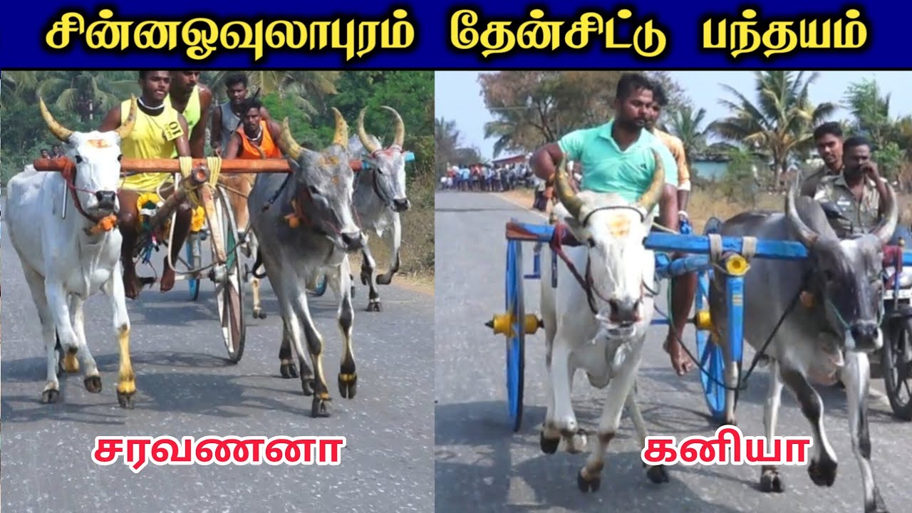 28-2-2026- தேன் சிட்டு சின்ன ஓவுலாபுரம் 