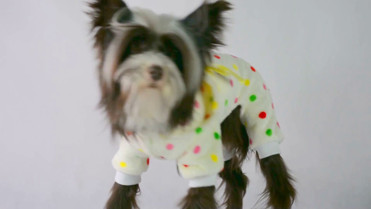 dog and diva designer canine couture teacup puppy clothing boutique