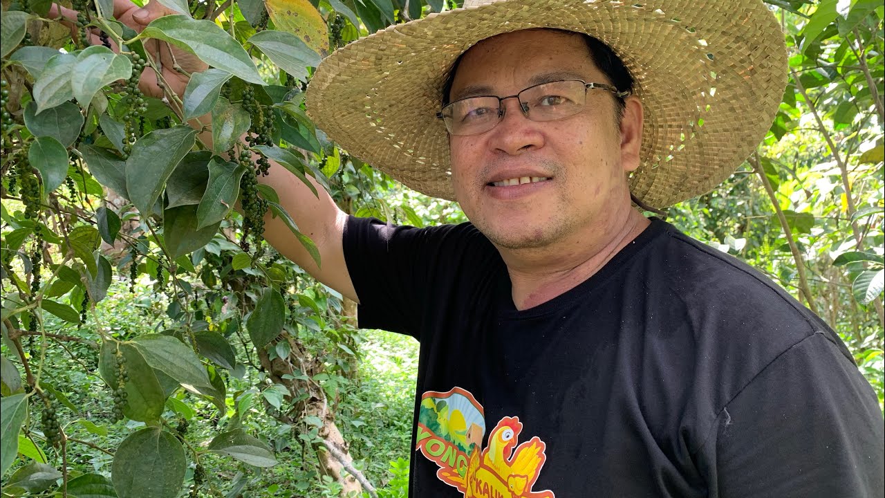 Organically Grown, Native and Pure BLACK PEPPER: