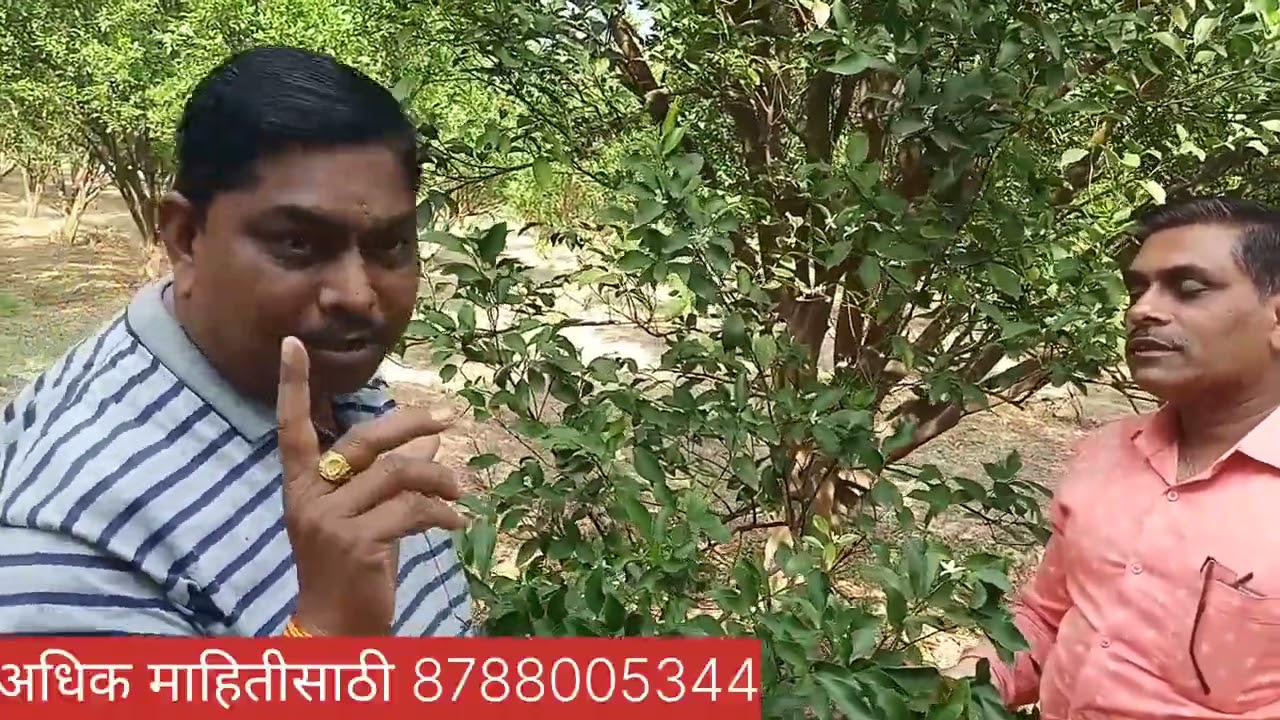 सरदार संत्रा 🍊 मागील 3 ते 4 वर्ष्या पासून न फुटणारा संत्रा 🍊फुटला सरदार ऍग्री केमच्या फ्रेशने‼️