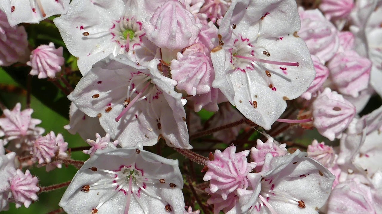 Kalmia latifolia
