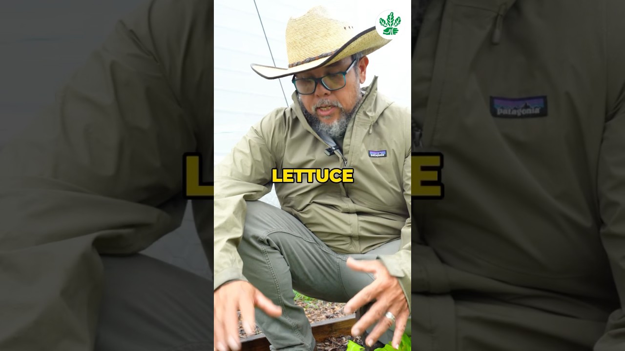 Want the secret to thriving leafy greens? 🥬✨ #leafygreens  #homegardeningtips  #gardenhack