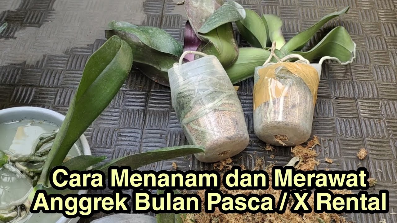 правильный способ посадки и ухода за лунными орхидеями после окончания аренды