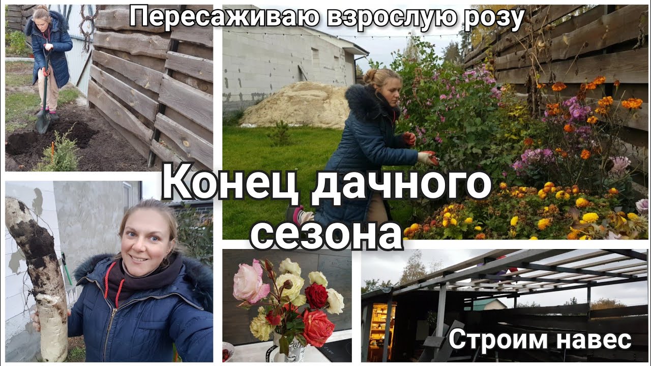 Что я выкопала на даче? Секреты посадки роз.