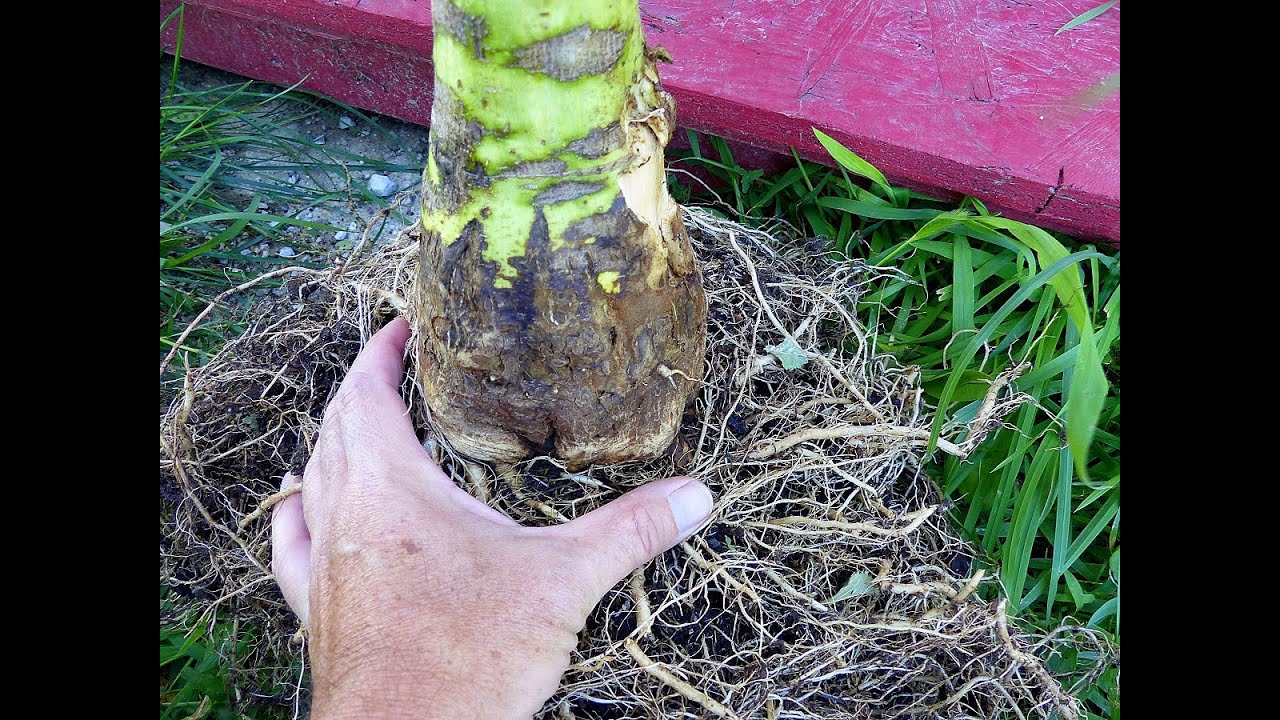 Giant Sunflower? Look at the stalk!