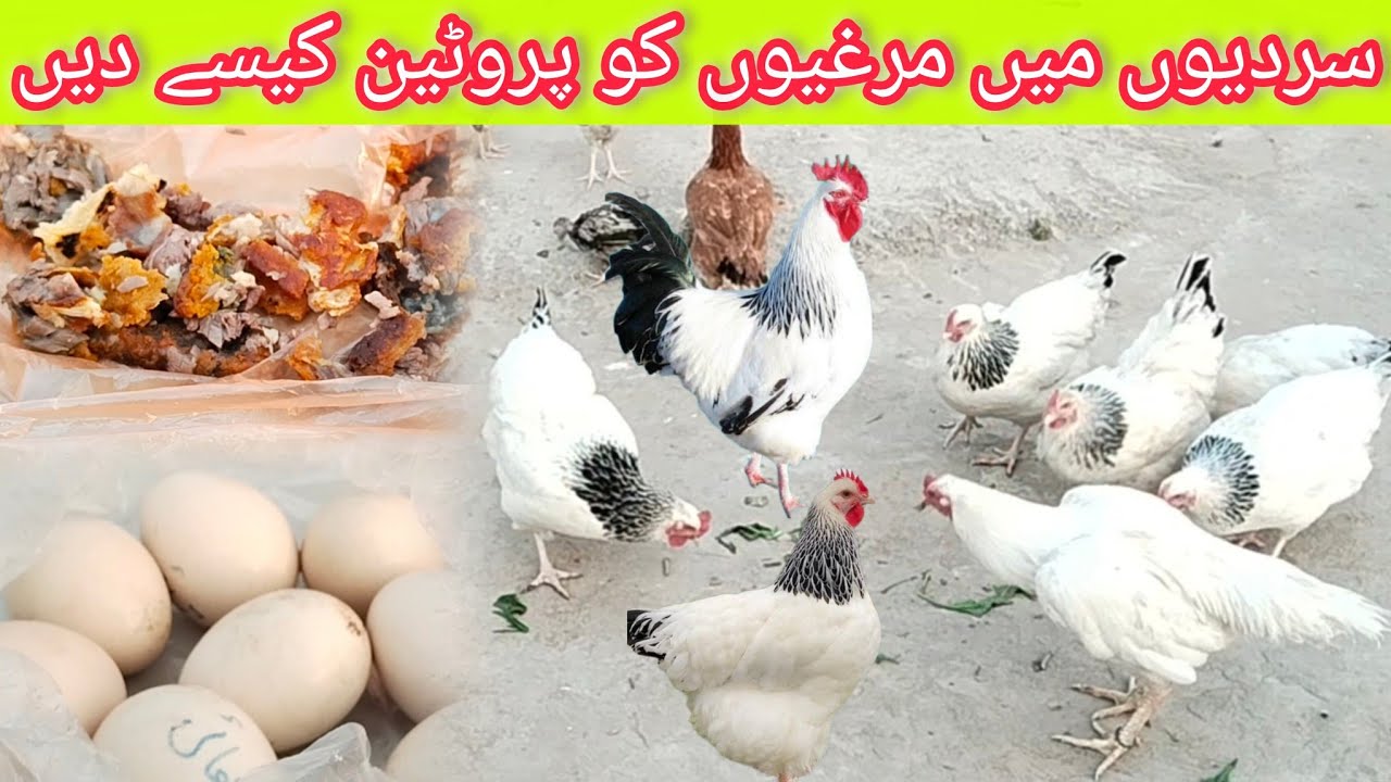 Best Homemade Protein for Hens | Increase Egg Production Naturally