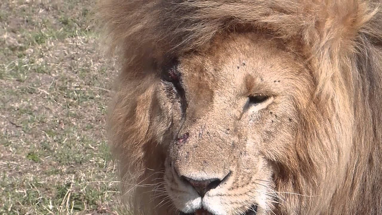 Masai Mara - Marsh Pride dominant male lion called Scarface
