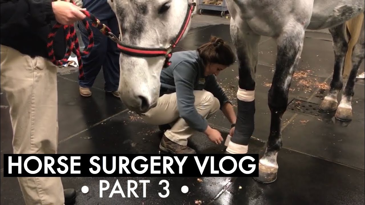 MY HORSE GETS SURGERY // PART 3