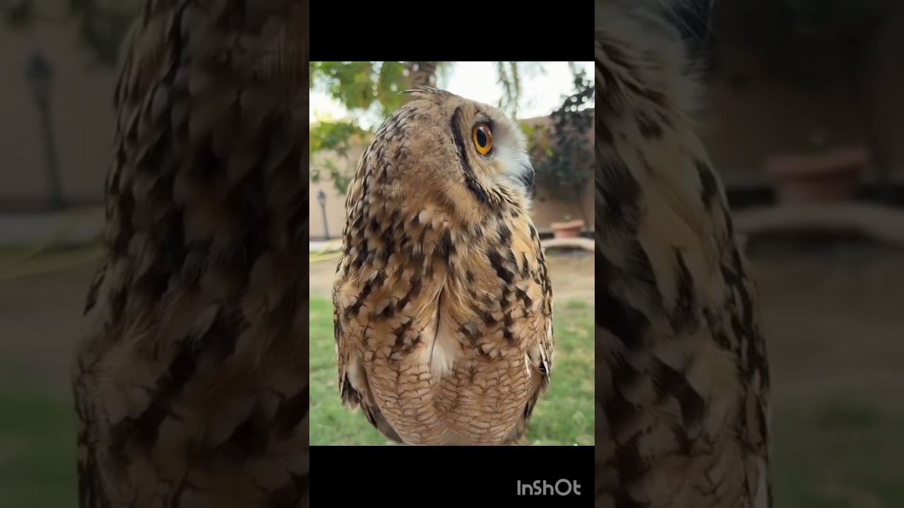 المزرعة السعيدة حيكم وجودكم بداية تشجيعية لنا😊💕