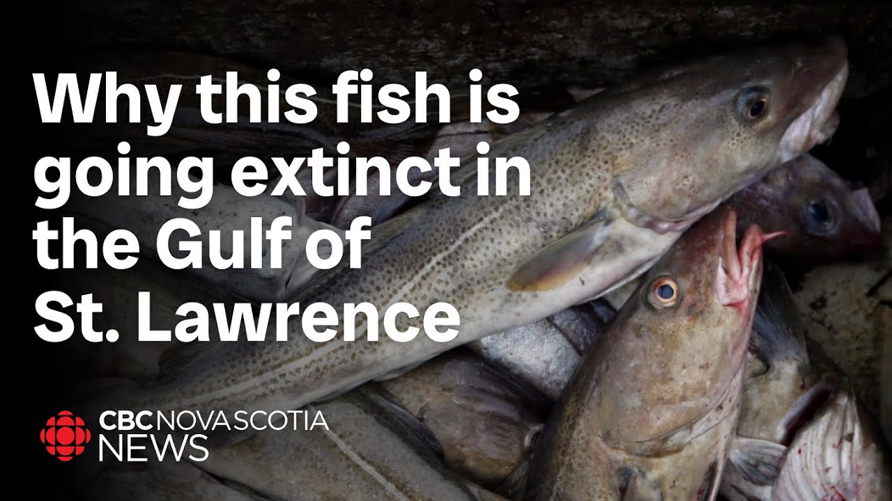 Atlantic cod population continues to decline