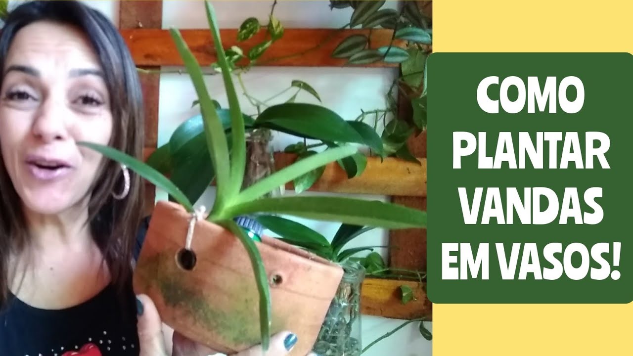 COMO PLANTAR ORQUIDEA VANDA EM VASO!