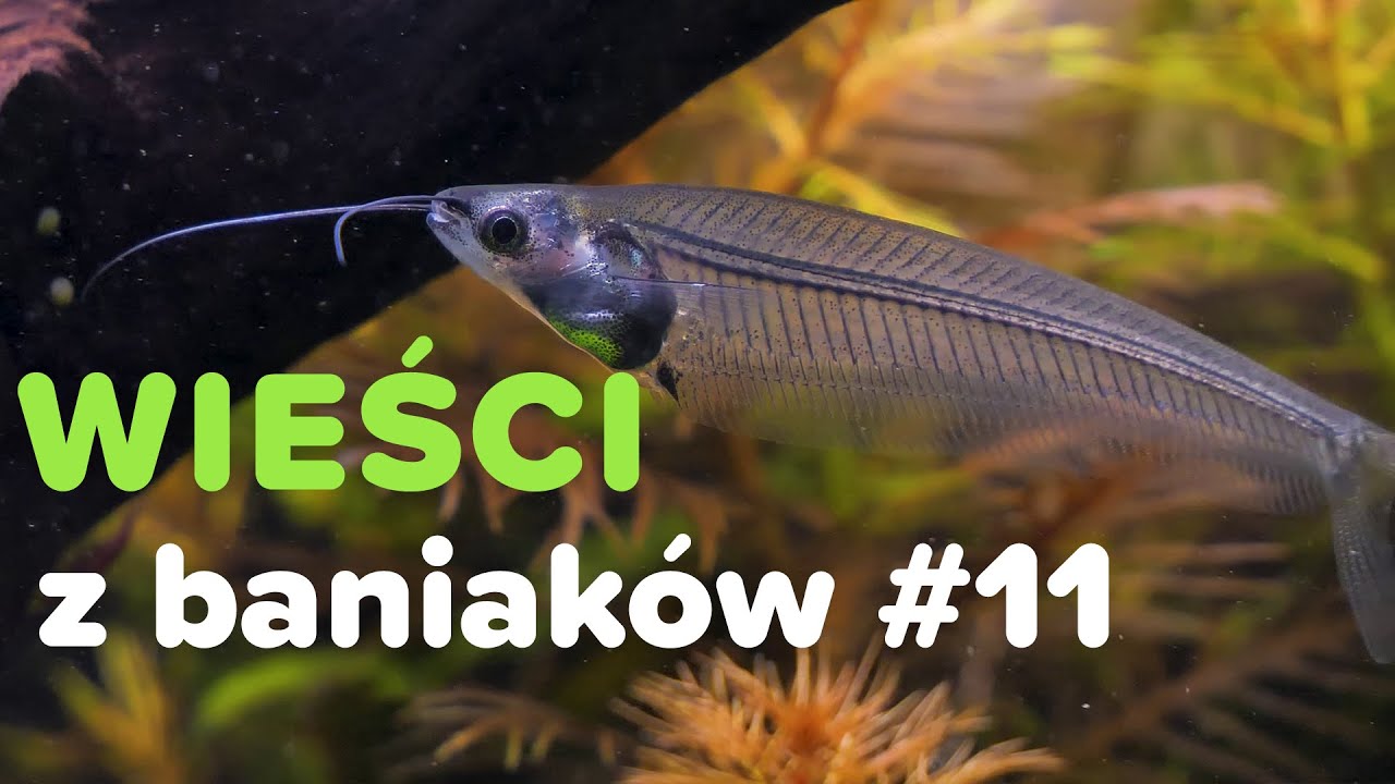 Co słychać w moich akwariach? #11