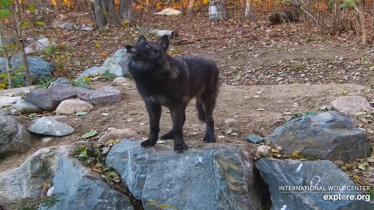Wolf Pup Stalks a Raven
