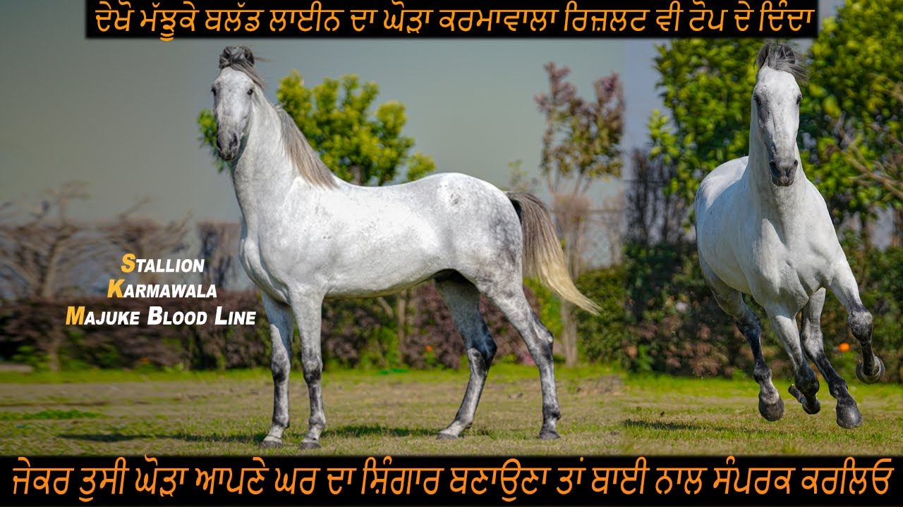 Stallion Karmawala ਮੱਝੂਕੇ ਬਲੱਡ ਦਾ ਘੋੜਾ ਜੇਕਰ ਤੁਸੀ ਘੋੜਾ ਘਰ ਦਾ ਸ਼ਿੰਗਾਰ ਬਣਾਉਣਾ ਤਾਂ ਬਾਈ ਨਾਲ ਸੰਪਰਕ ਕਰਲਿਓ 