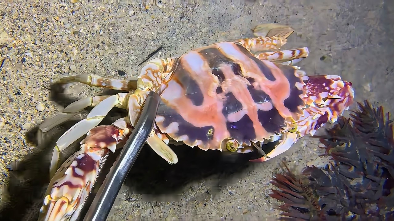 Diving to catch seafood, look how many I caught!！QU0103 #diving #fishing #lobster