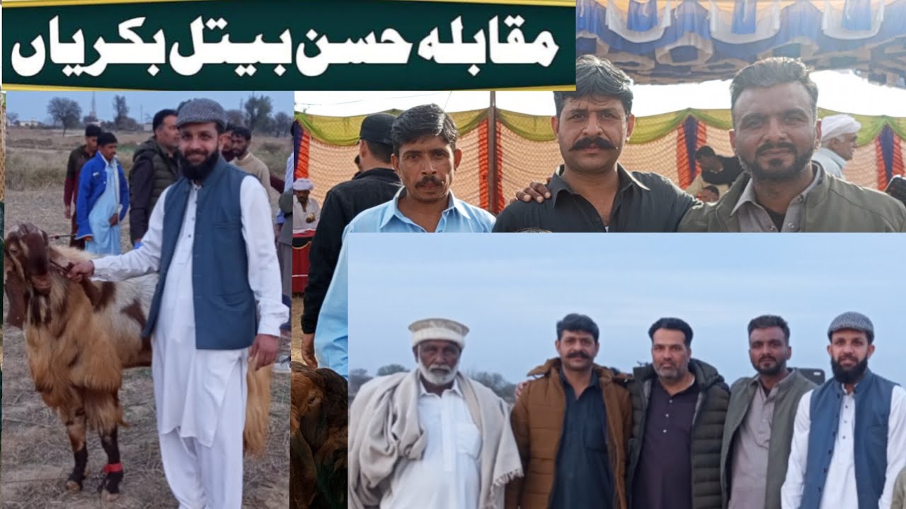 مقابلہ حسن بیتل بکریاں نٹائین موٹا غربی دینہ