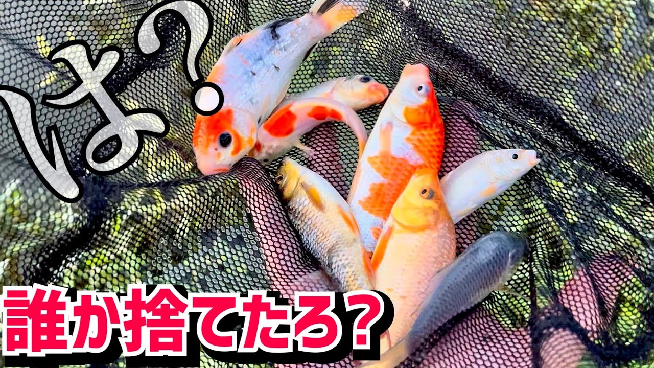 川に色鮮やかな魚が捨てられてるようです。