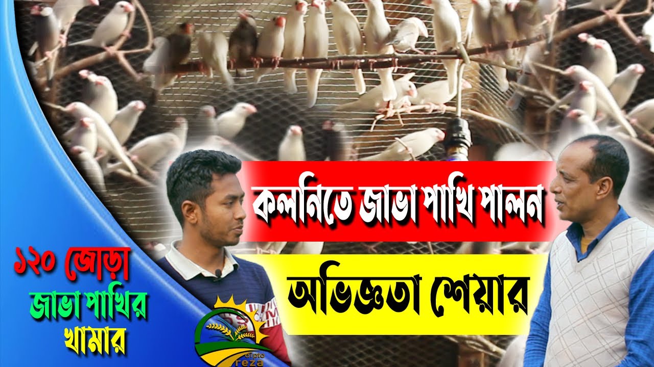 কলনিতে জাভা পাখি পালন  জাভা পাখি পালনের মুল্যবান তথ্য