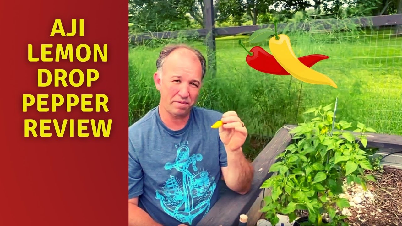 AJI Lemon Drop Pepper Review | Pepper Tasting | Rookie Experience