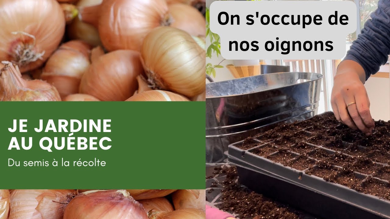 Trucs et astuces pour semer les oignons