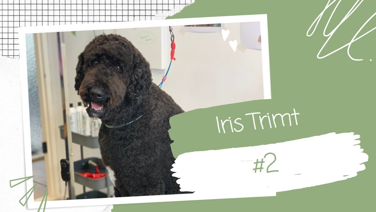 STANDAARD LABRADOODLE KRIJGT EEN BEURT IN TRIMSALON || #2