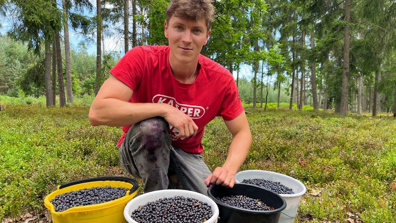 Picking 35 Liters of Wild Blueberries in 6 Hours
