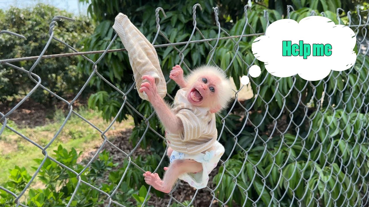 Naughty monkey ZiZi accidentally got stuck and cried for help from monkey SinSin!