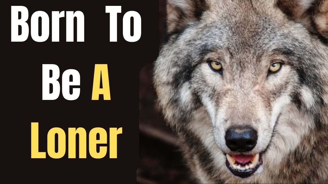 15 Signs You’re Born To Be A LONE WOLF SIGMA MALE (LONER)