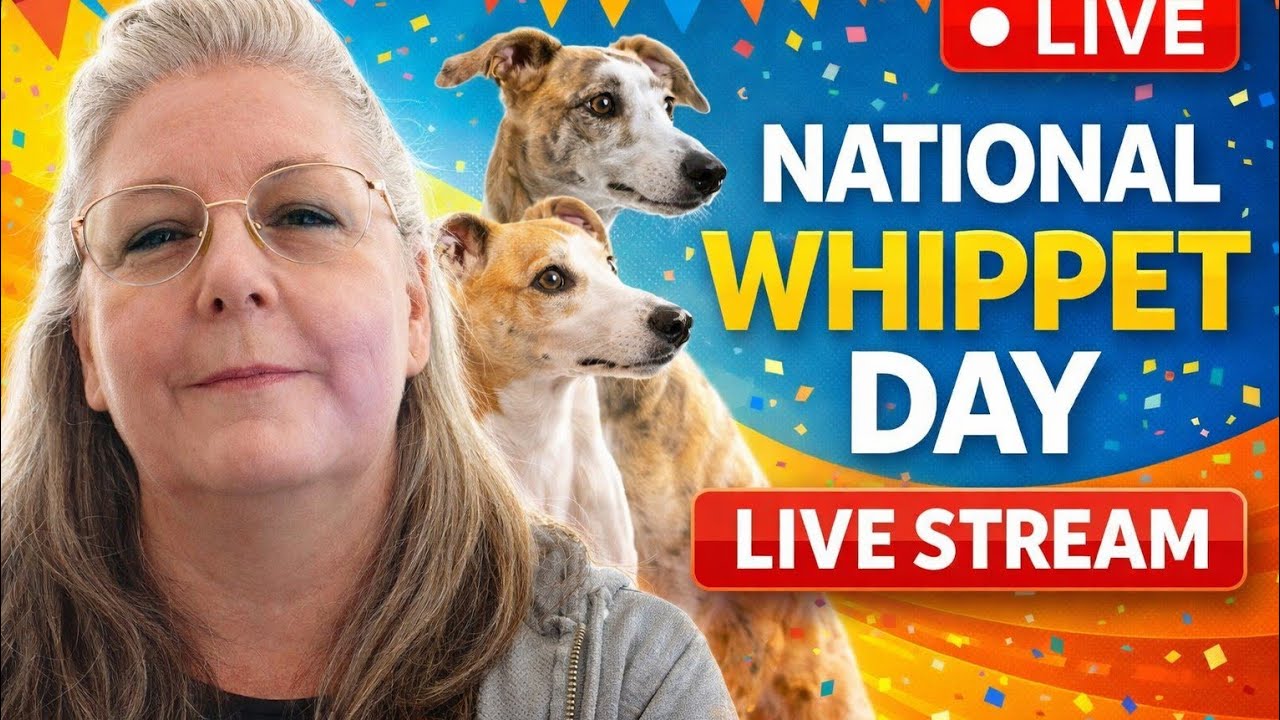 National Whippet Day
