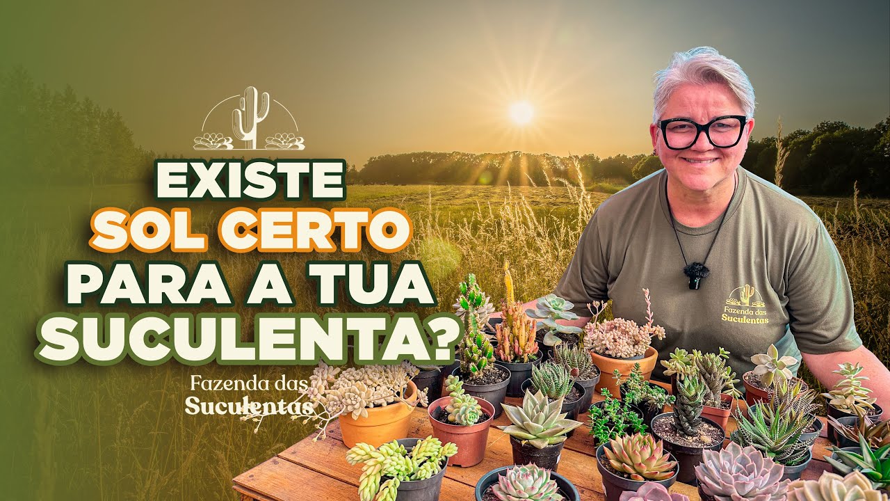Existe SOL CERTO para A TUA SUCULENTA?