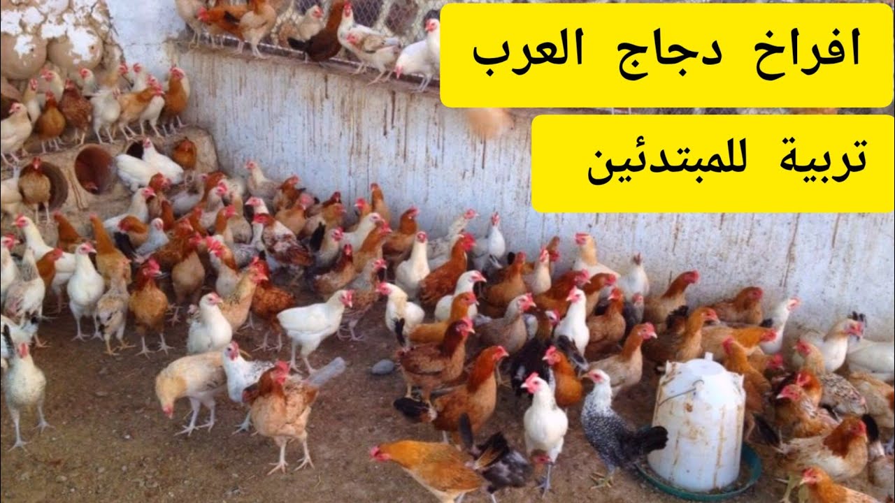 مشروع تربية دجاج العرب للمبتدئين شرح بسيط على كد الحال ❤️🐥