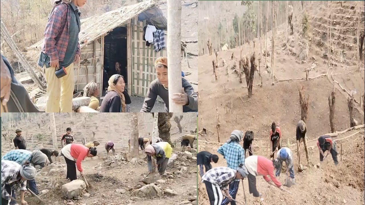 Jhum cultivation ep 1, #womengroup #family  #henryvlog #villagelife