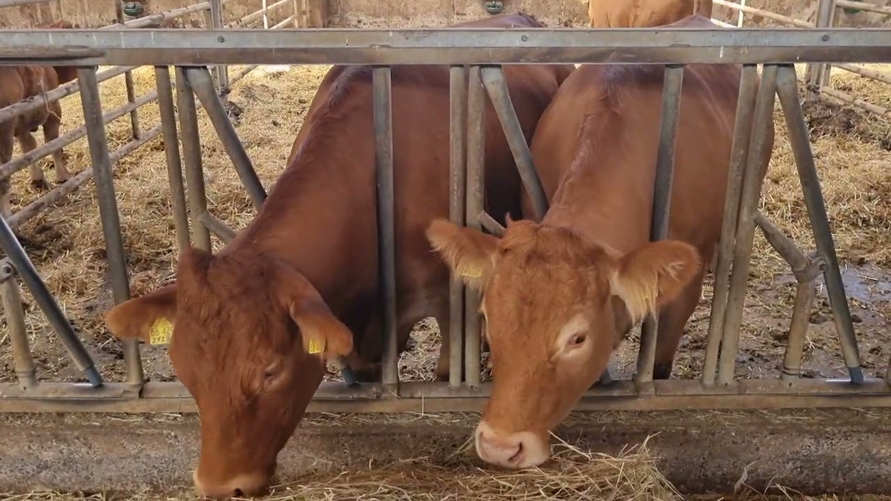 Was ist wichtig für beste Fleischqualität beim Rind?