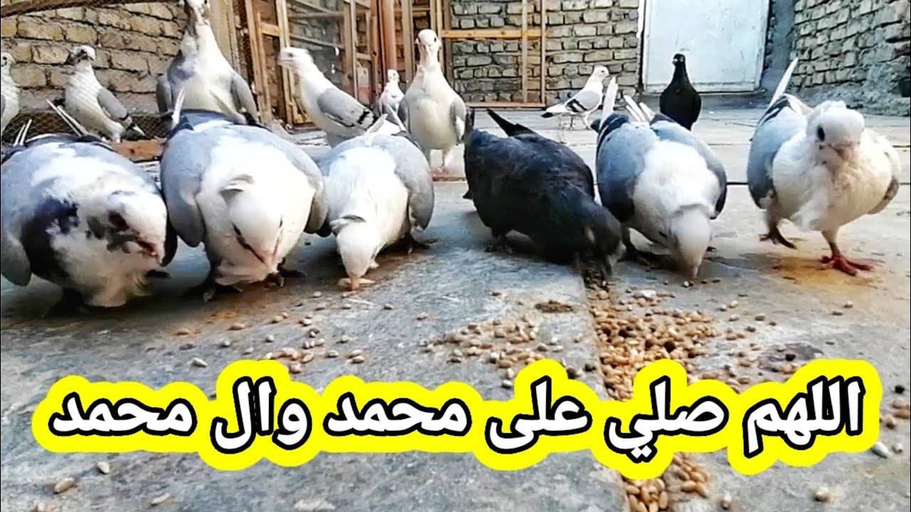 يوميات_السطح رحت السوك الغزل صورنه طيور ملاتي