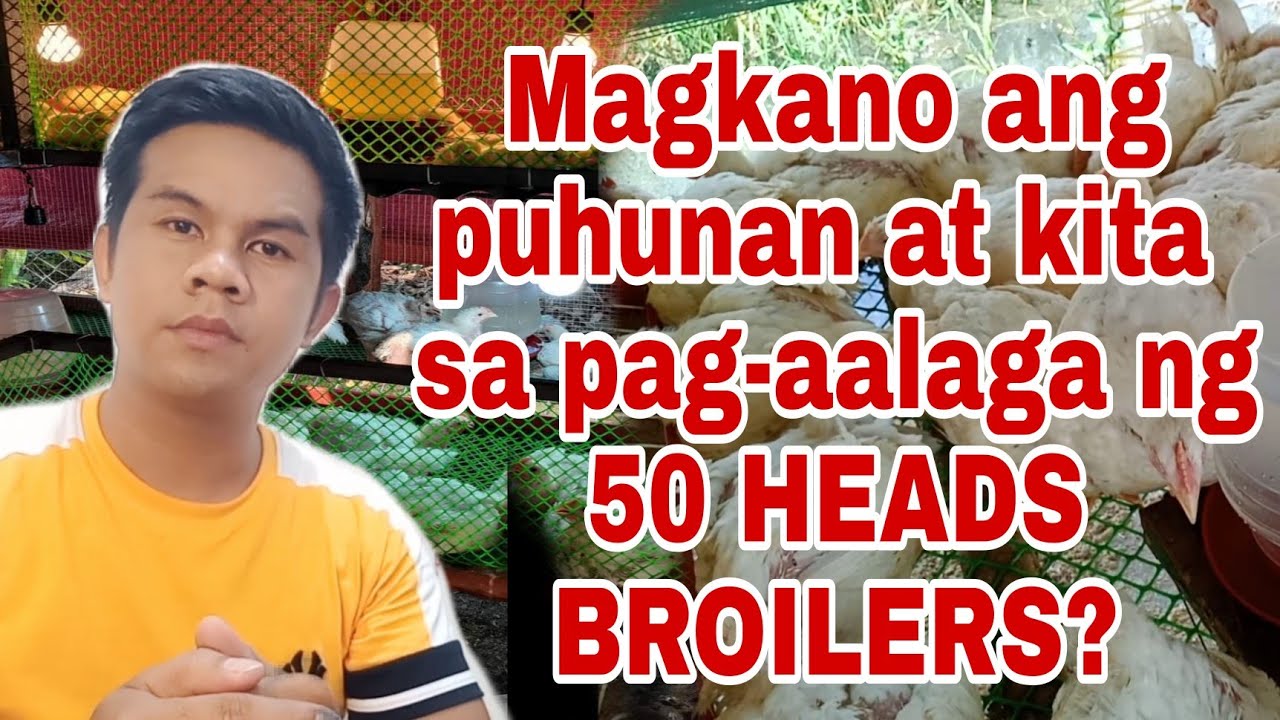 MAGKANO ANG PUHUNAN AT KITA SA PAG-AALAGA NG 50 HEADS BROILERS?