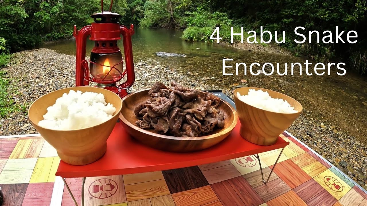 4 Deadly Habu Snakes At Our Camp Site In Remote NE Okinawa | Our First Encounters In 10 Years