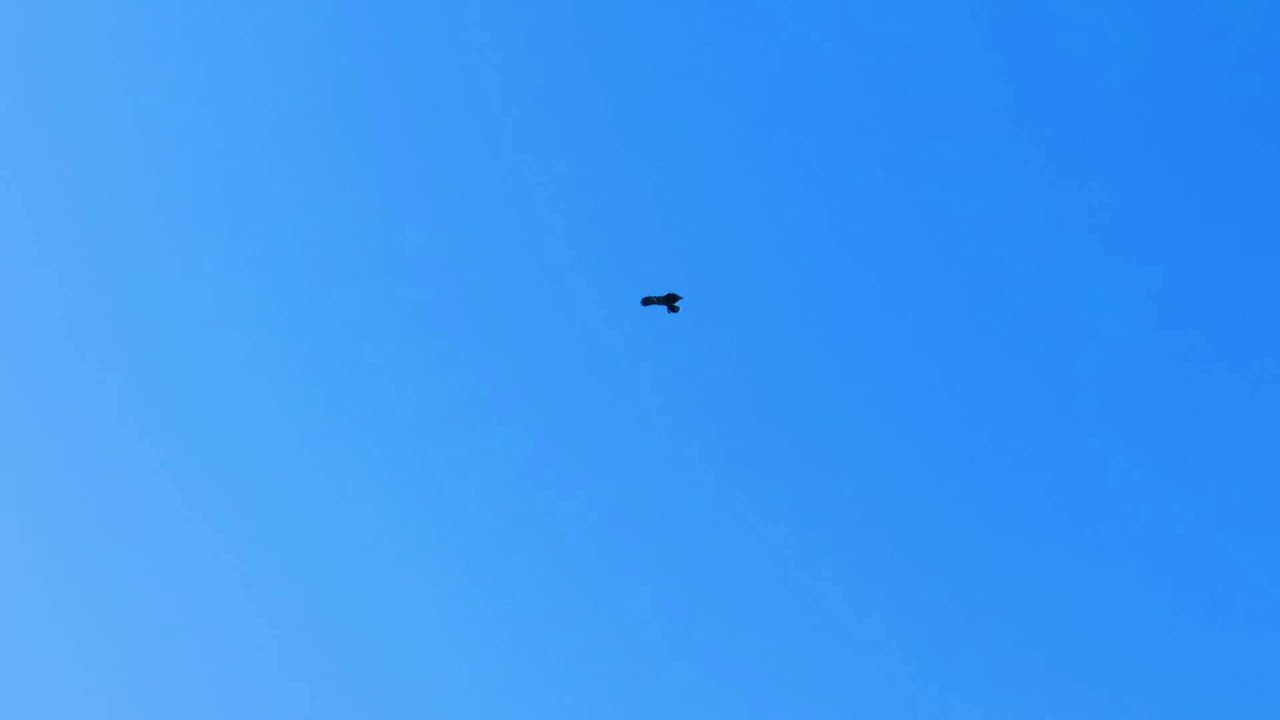 MVI 9817 young eagle learning to fly 9-2-14