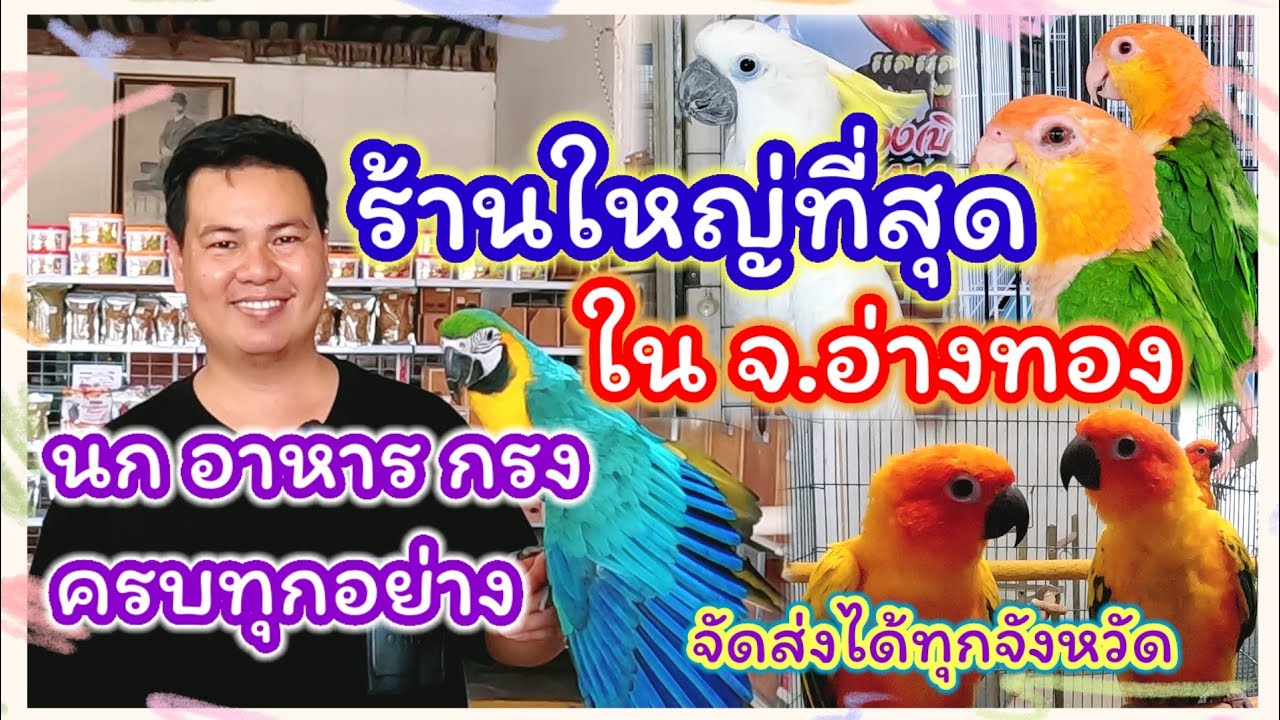 ร้านนกที่ใหญ่ที่สุดใน จ.อ่างทอง ครบทุกอย่างที่เกี่ยวกับนก จัดส่งได้ทุกจังหวัด ร้านรวงทองเบิร์ดช็อป
