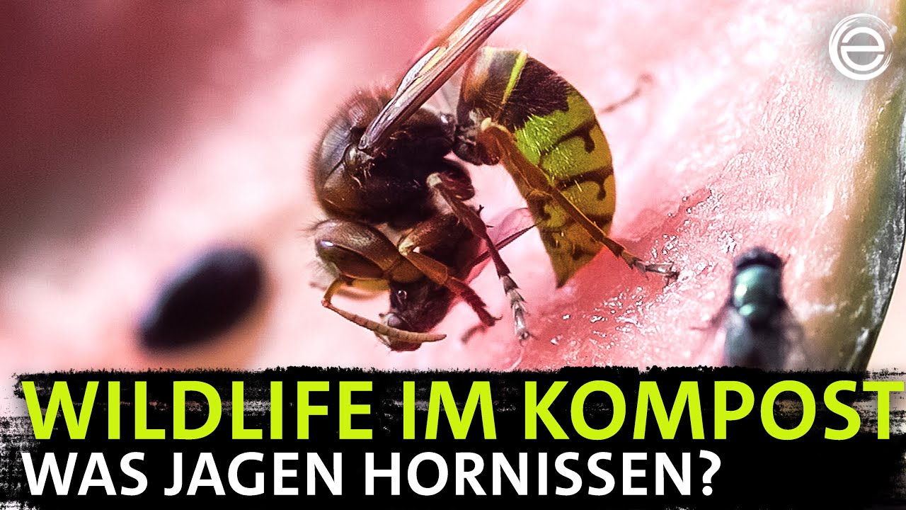 Das geheime Leben auf dem Komposthaufen: Hornissen, Raubtiere des Gartens! | Erlebnis Erde