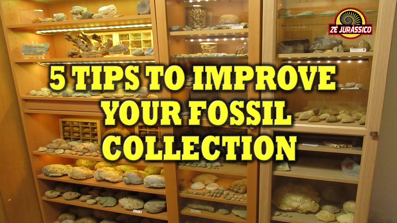 5 Tips to improve your fossil collection